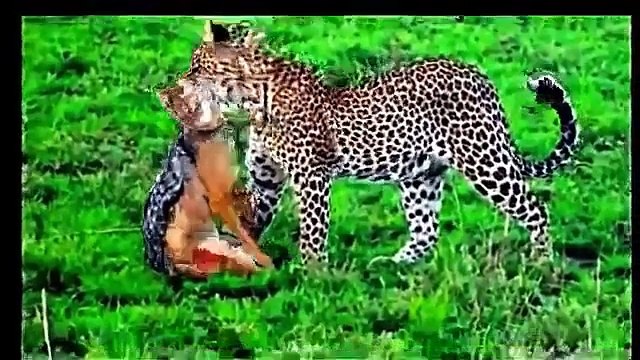 Animal compilation attacks- national geographic documentary-wildlife animals videos