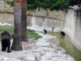 Gladys Porter Zoo Gorillas