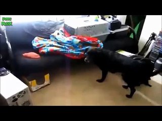 Cute and Playful Fennec Fox (Animal Funny Video 2015)