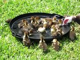 Baby Duckies Taking a Bath