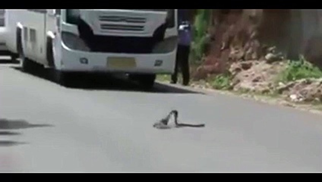 Two dangerous hunters face to face