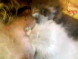 kittens drinking from dog