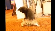 Best Funny Cats Fails Compilation   Funny Cat Videos 2015   Funny Pets, Funny Animals