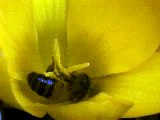 Bees and Plant Pollination