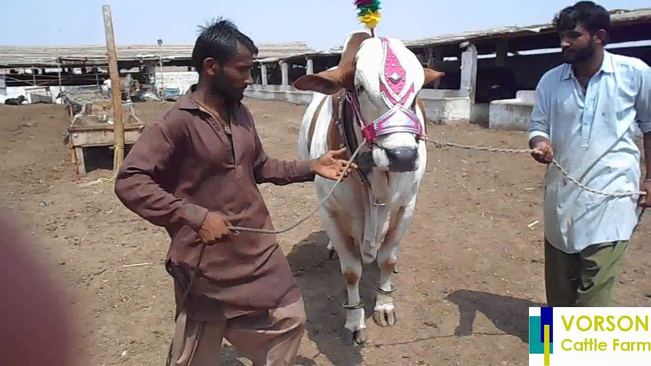 Shahzada