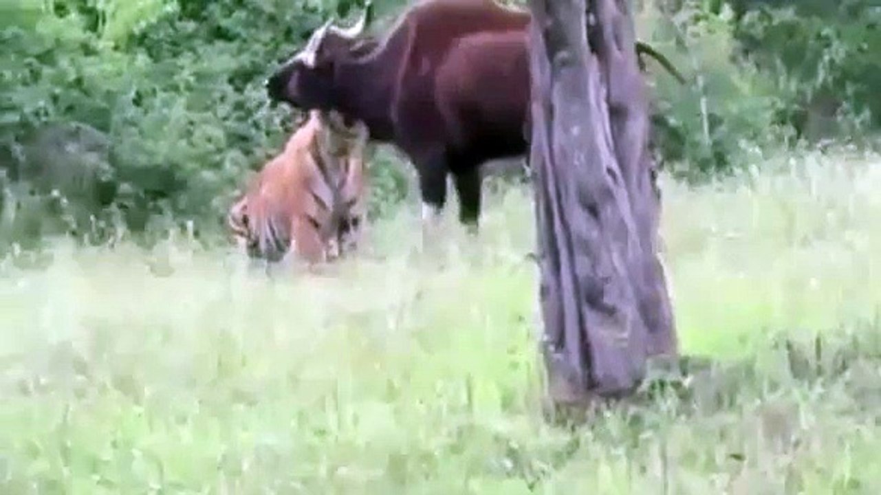 ANIMAL ATTACK,Tiger vs Buffalo, Tiger Attack Buffalo to Death