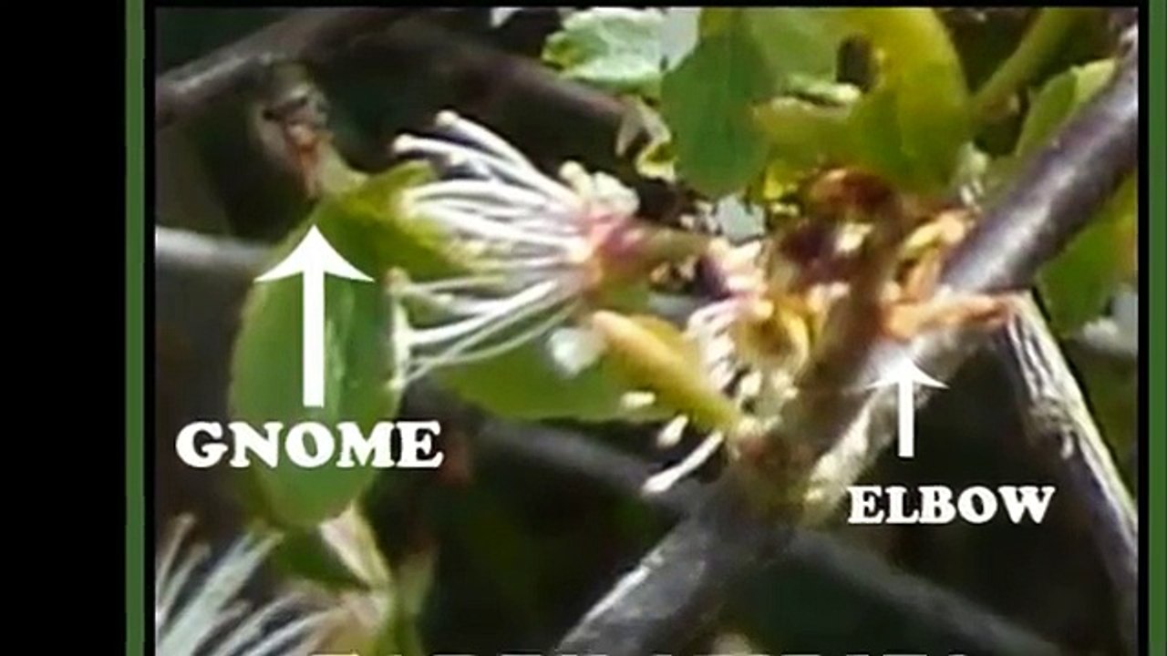 Fairy Photo, Real Fairies, Nature Spirit Photos, Elementals, The Otherworld, Shamanic Journeys