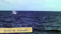 Ballenas Jorobadas en Samaná - Humpback whales in Samaná