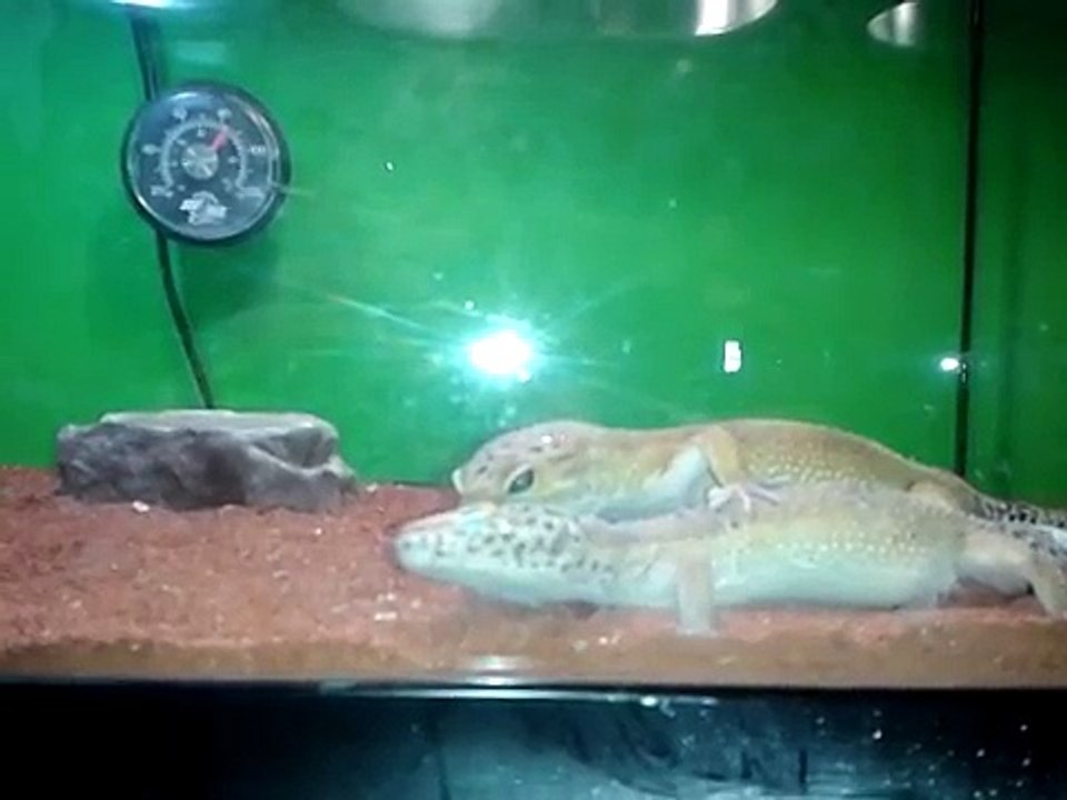 lézard reptile rai'uk ( l'accouplement du gecko léopard avec neytiri et rai'uk du 13/04/14...)