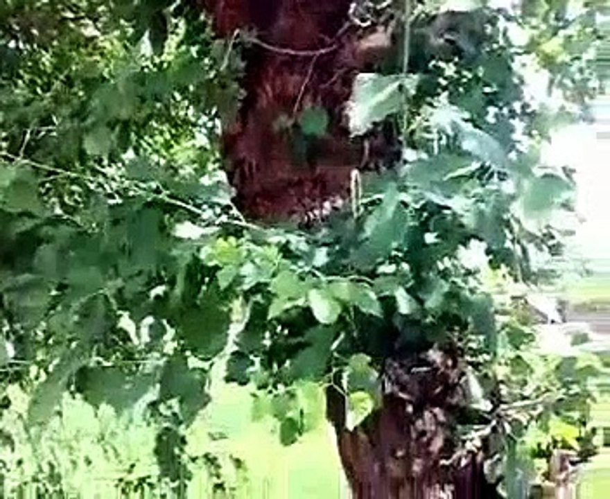 تفرج وقول سبحان الله الرزاق