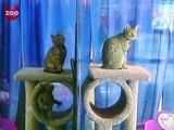 Cloned Cats at the New York Cat Show 2004