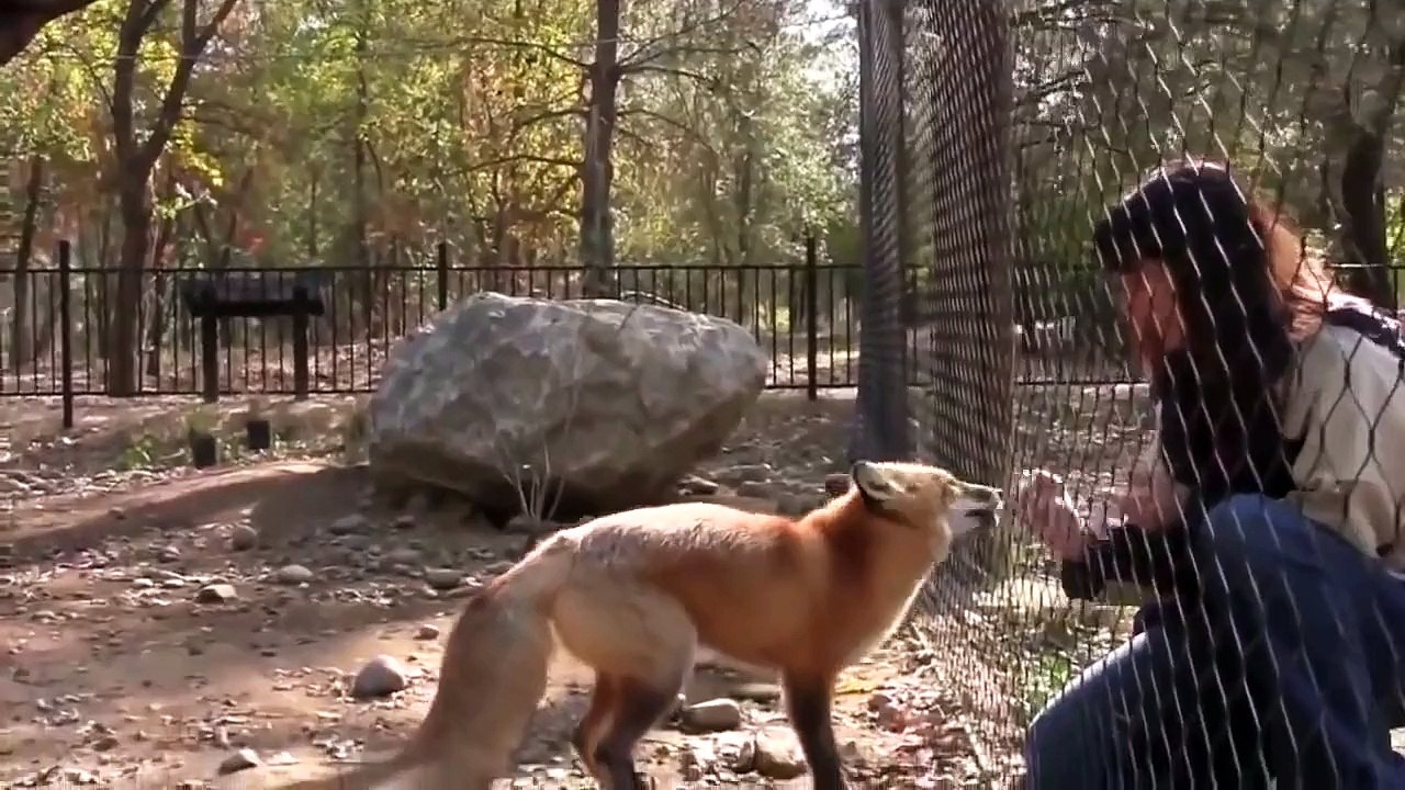 Funny animal Girl Play With A Action Fox In The Zoo