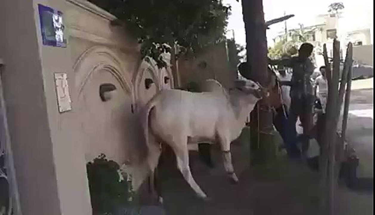 Haahaha , Eid Qurbani 2015