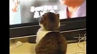 funny cats funny animals funny video funny videos
