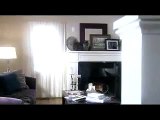 Funny TV ad - dog humping pillow