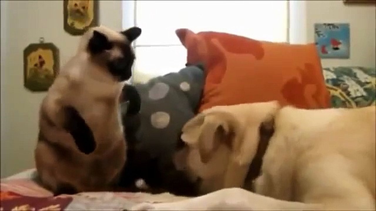 Cats Vs Dogs Funny