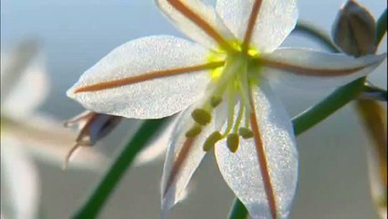 Ray Mears'  Extreme  Survival S03E04 - Namibia