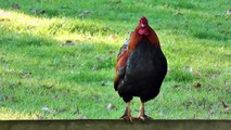 Rooster Crowing In The Morning Full Video