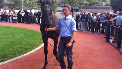 Les ventes de yearlings d'août ont débuté ce week-end
