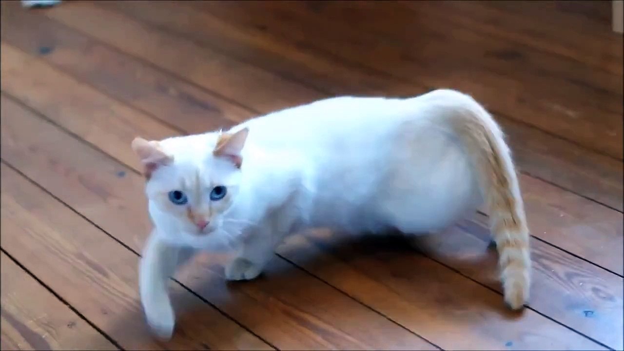 Extrem rollige Katze
