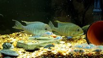 Geophagus tapajos pair and 55g tank update
