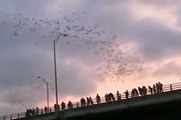 The flight of the bats in Austin, Texas