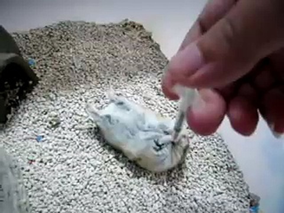 (hamster、ハムスター)打死不放手