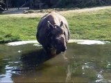 Rhinoceros  Munich Zoo - Rhinozeros Tierpark Hellabrunn