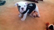 Purebred Breeders - Oggie the Playful Bulldog Puppy