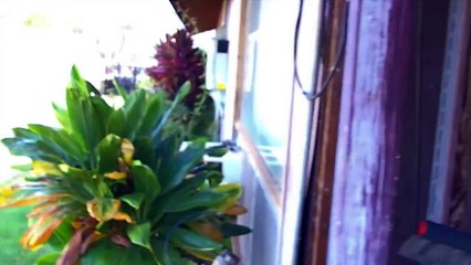 Come & Cook Hawaiian Style Kalua Pork with Me!