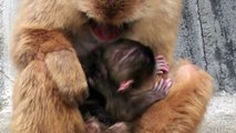 Baby Monkey five days old. ニホンザルの赤ちゃん2014（生後5日目、釧路動物園）～②