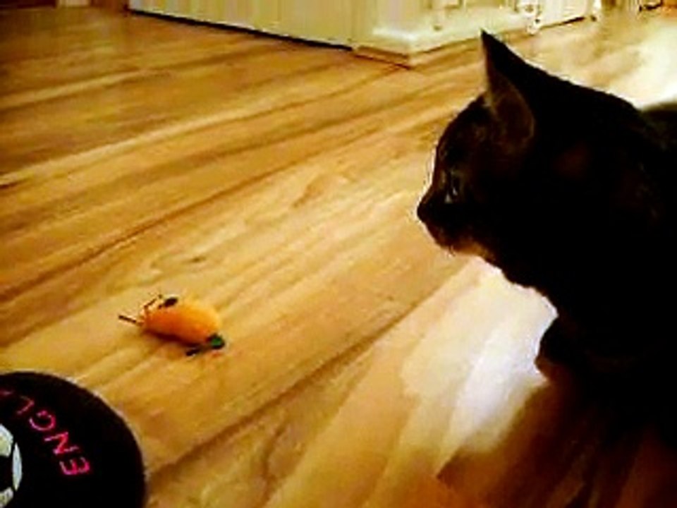 Cat hissing, growling and attacking my slipper