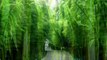 竹林深处 deep place in bamboo grove(Hulusi)