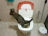 Toilet trained cat