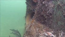 Moray Eel Swims Through The Reef - 1080p