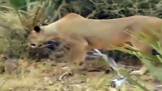 Animal Planet - animal planet full episodes - animals attack humans