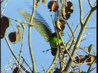 Birds! Birds! Birds! 33