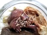 Very many maggots eating flesh and dead goat - maggots definition | Mangoworms Extraction
