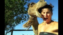 FUNNY ANIMAL ATTACK   Animals Attacking Humans Compilation 2015