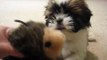 Gizmo the Shih Tzu with toy porcupine - Part 2