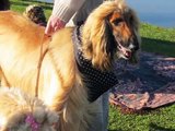1º Encontro de Cães da Raça Afghan Hound de Curitiba
