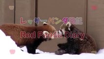 Red Pandas Fun time~レッサーパンダ親子の楽しい時間