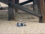 Falcon captures pigeon by Seal Beach Pier.