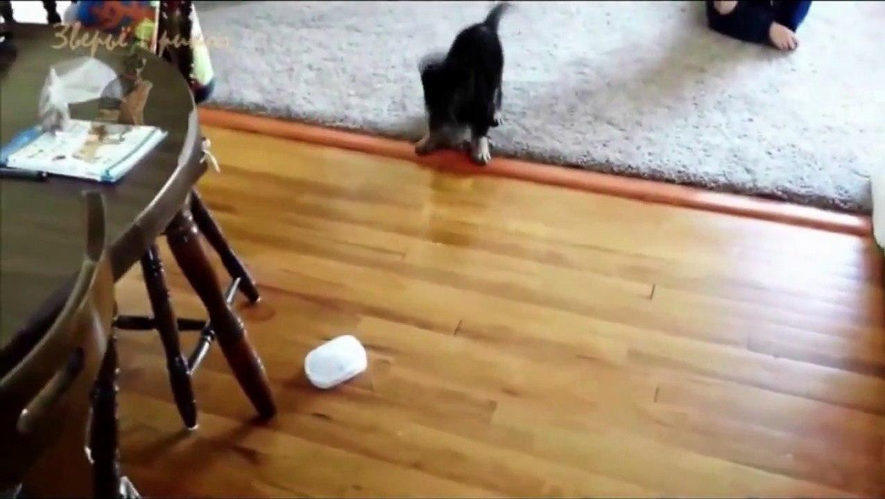 Funny Dog Videos    Funny Dogs Compilation 2015