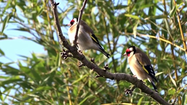 Sony Cyber-Shot DSC HX400V, Zoom optique 50x Test zoom. Chardonnerets, verdiers...