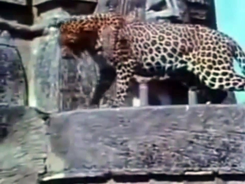 THE BATTLE OF LEOPARD [ Animal World ]