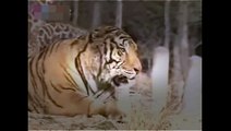 Animal duel, BUFFALO vs LION FIGHT to DEATH documentary