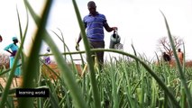 Reintroducing local cereals to empower farmers in Senegal Learning World  S5E33, 3 3