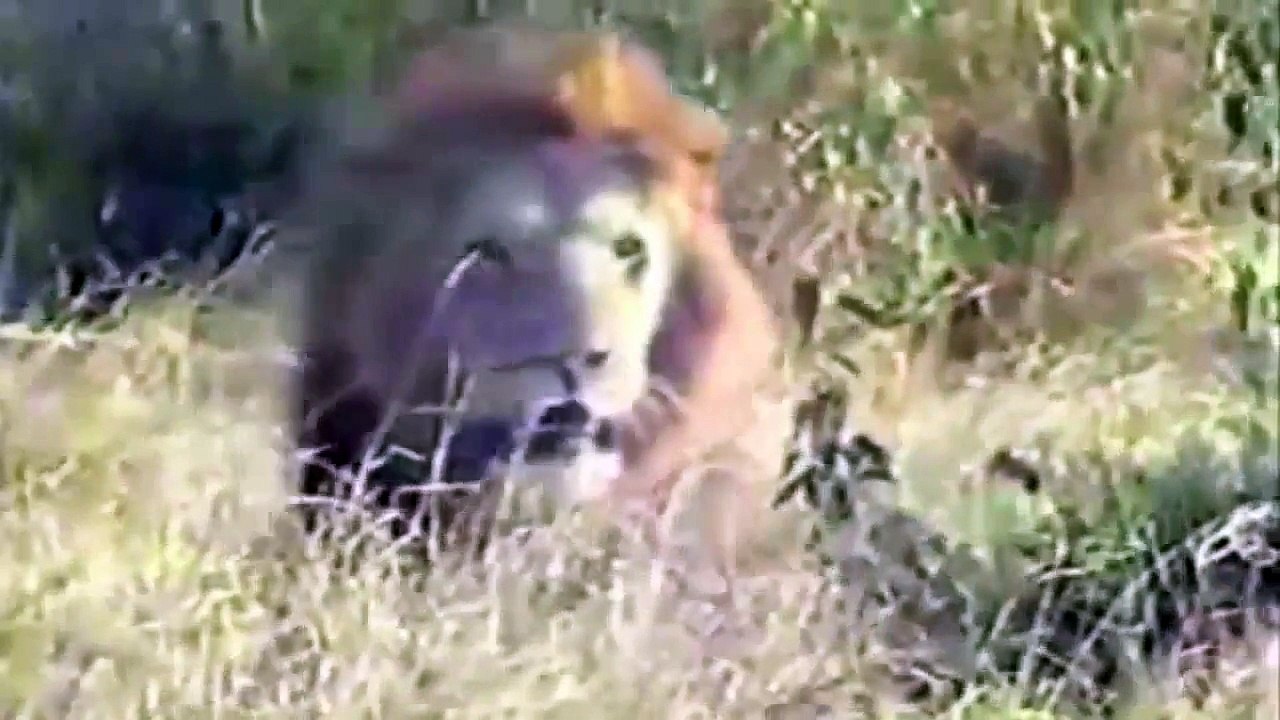 THE BATTLE OF LION [ Animal World ]