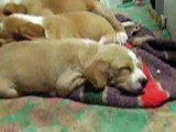 Cachorros bretones durmiendo